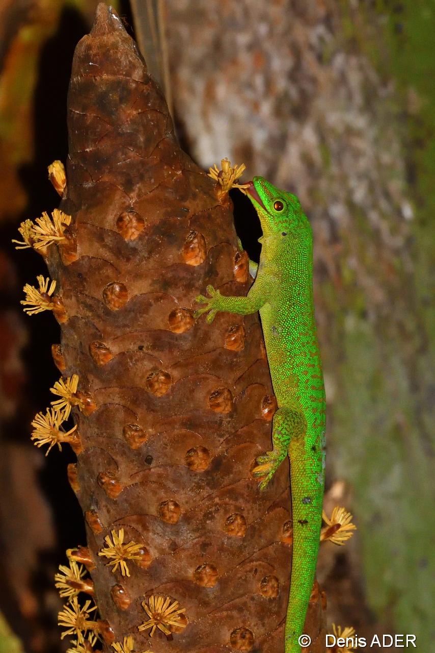 DSC_9247_01 Phelsuma sundbergi longinsulae long island day gecko_tn.jpg